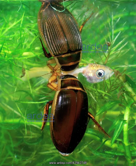 : Great diving beetle pair eating small golden orfe : Great diving beetle pair eating small golden orfe