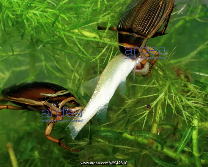 : Great diving beetle pair eating small golden orfe : Great diving beetle pair eating small golden orfe
