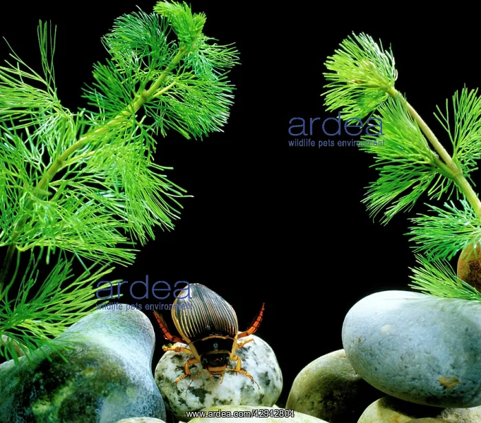 : Great diving beetle swimming through water against black : Great diving beetle swimming through water against black