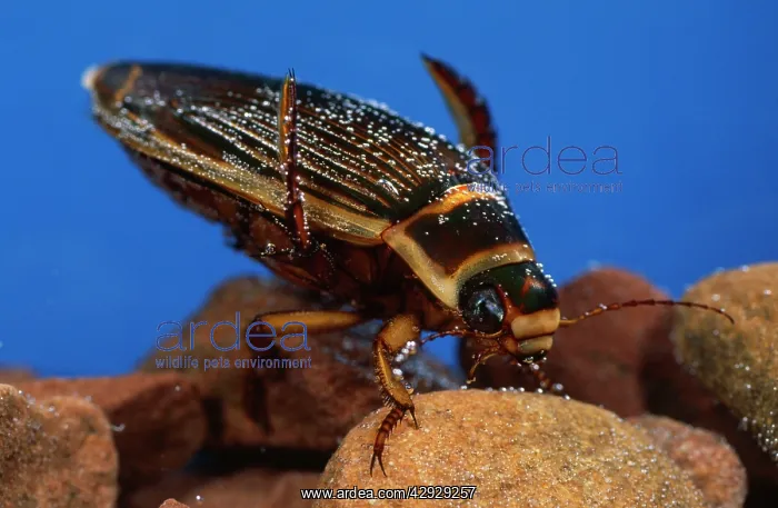 : Great Diving Beetle - underwater : Great Diving Beetle - underwater
