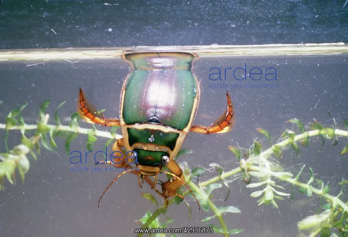 : Great Diving / Water BEETLE - male breathing at surface : Great Diving / Water BEETLE - male breathing at surface