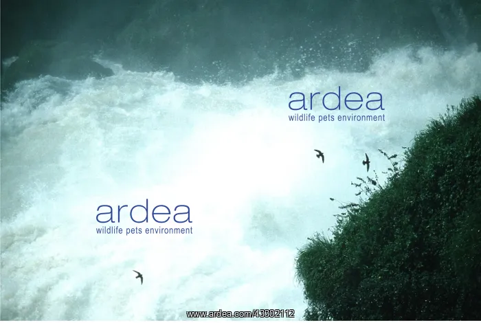 : Great Dusky Swifts - three over water, these Swifts : Great Dusky Swifts - three over water, these Swifts
