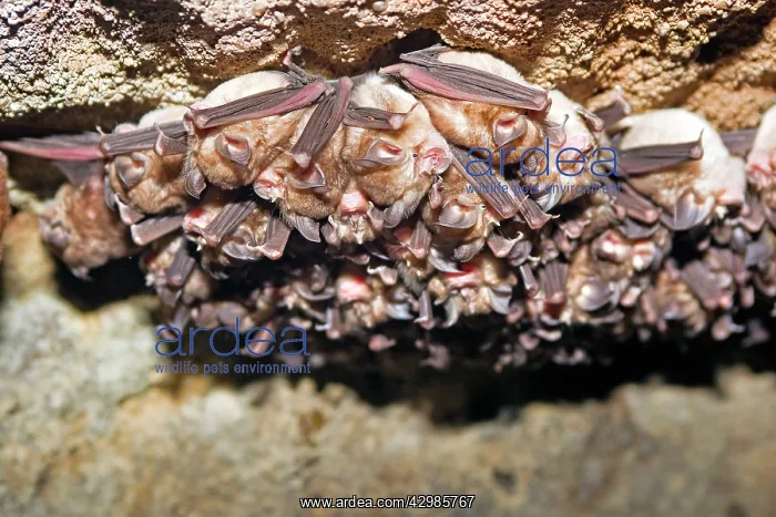 : Great Eastern Horseshoe Bat / Woolly Horseshoe Bat - colony : Great Eastern Horseshoe Bat / Woolly Horseshoe Bat - colony