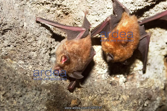 : Great Eastern Horseshoe Bat / Woolly Horseshoe Bat - colony : Great Eastern Horseshoe Bat / Woolly Horseshoe Bat - colony