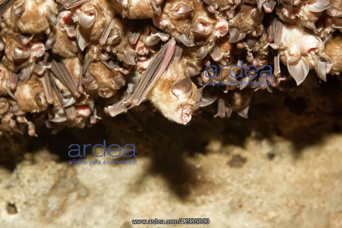: Great Eastern Horseshoe Bat / Woolly Horseshoe Bat - colony : Great Eastern Horseshoe Bat / Woolly Horseshoe Bat - colony