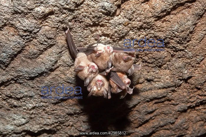 : Great Eastern Horseshoe Bat / Woolly Horseshoe Bat - colony : Great Eastern Horseshoe Bat / Woolly Horseshoe Bat - colony