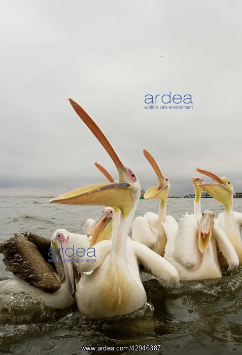 : Great / Eastern White Pelican - Waiting for fish : Great / Eastern White Pelican - Waiting for fish