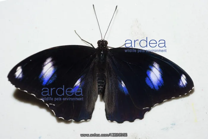 : Great Eggfly Butterfly - Klungkung, Bali, Indonesia : Great Eggfly Butterfly - Klungkung, Bali, Indonesia