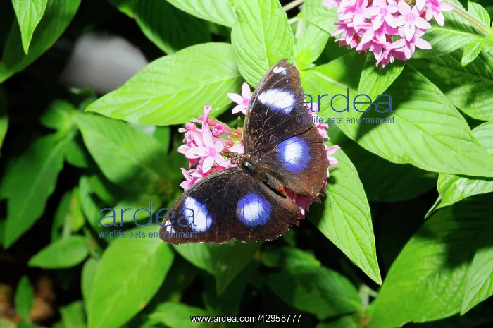 : Great Eggfly / Common Eggfly male butterfly : Great Eggfly / Common Eggfly male butterfly