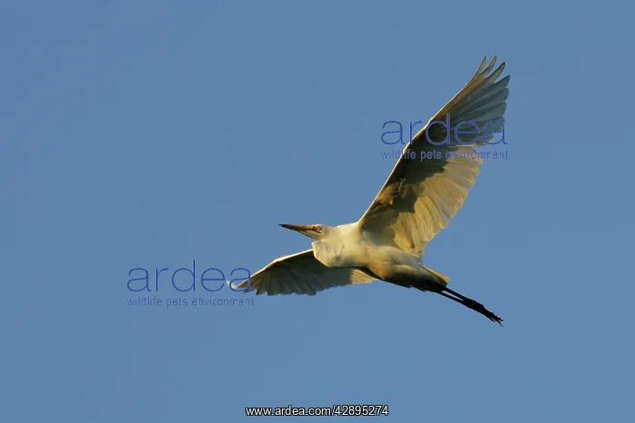 : Great Egret : Great Egret