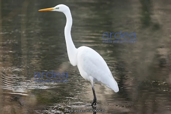 : Great Egret : Great Egret