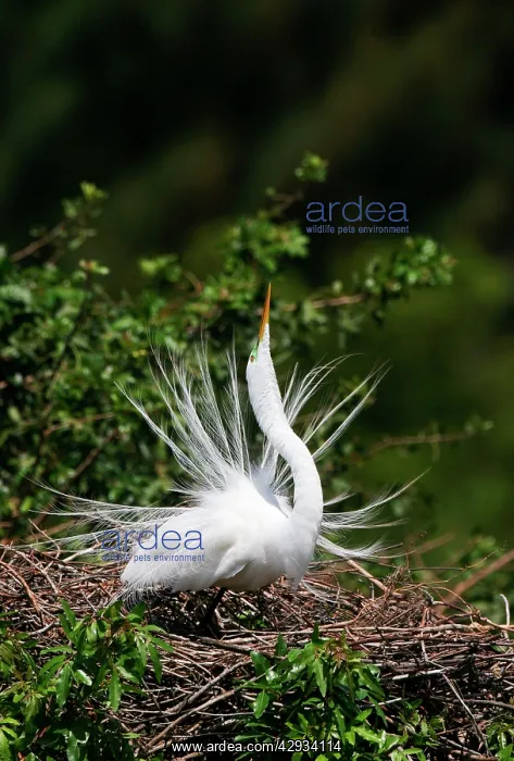  : Great Egret