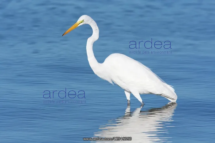 : Great Egret : Great Egret
