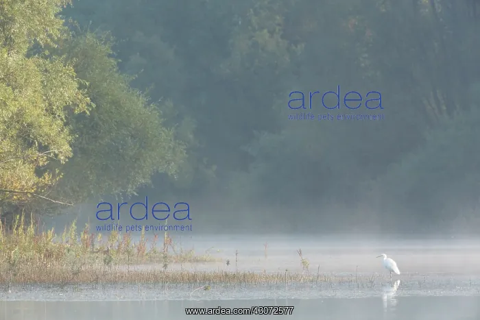 : Great Egret : Great Egret