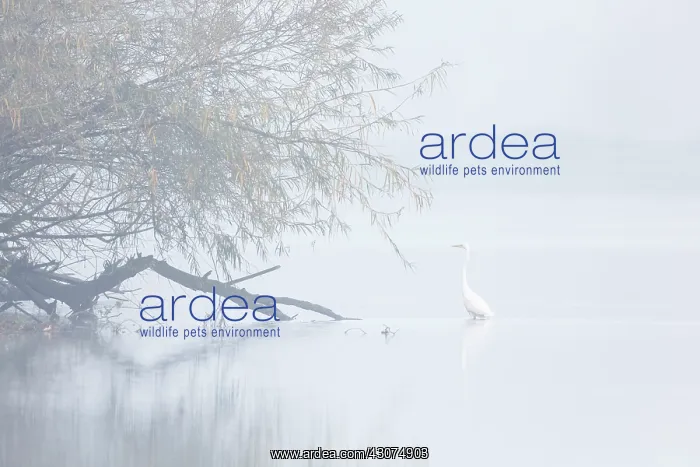 : Great Egret : Great Egret
