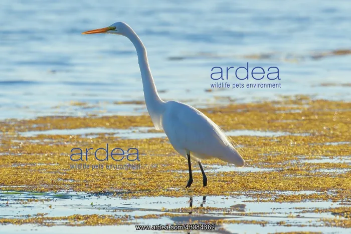 : Great Egret : Great Egret