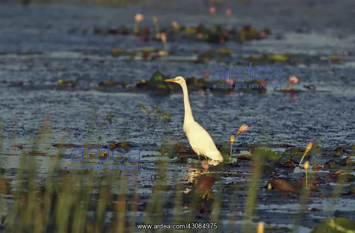  : Great Egret