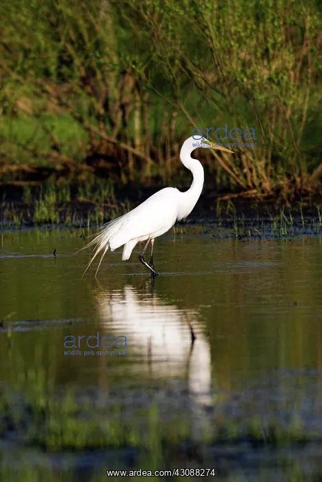 : Great Egret : Great Egret