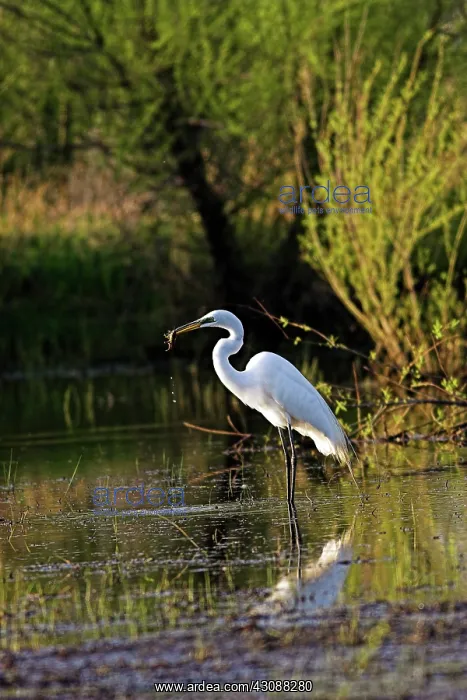 : Great Egret : Great Egret