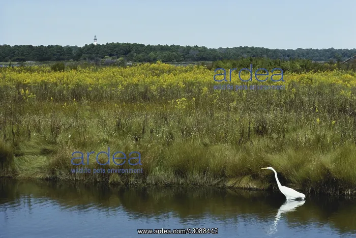 : Great Egret : Great Egret