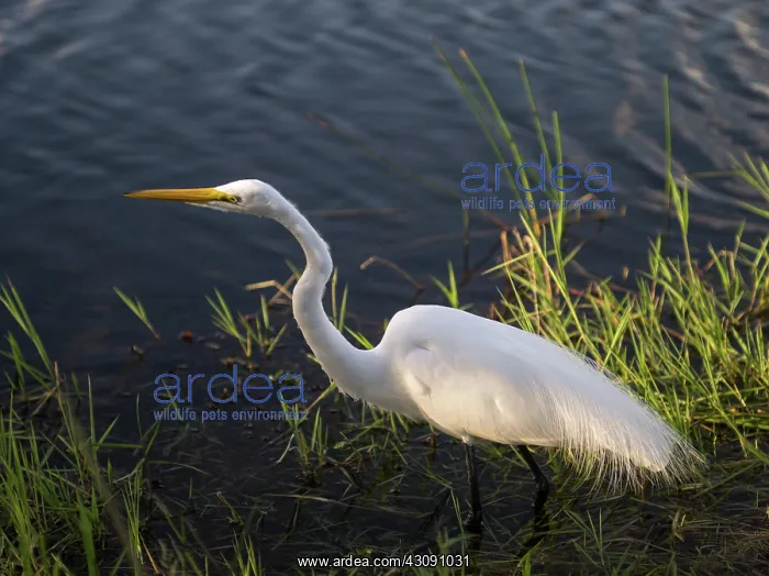 : Great Egret : Great Egret