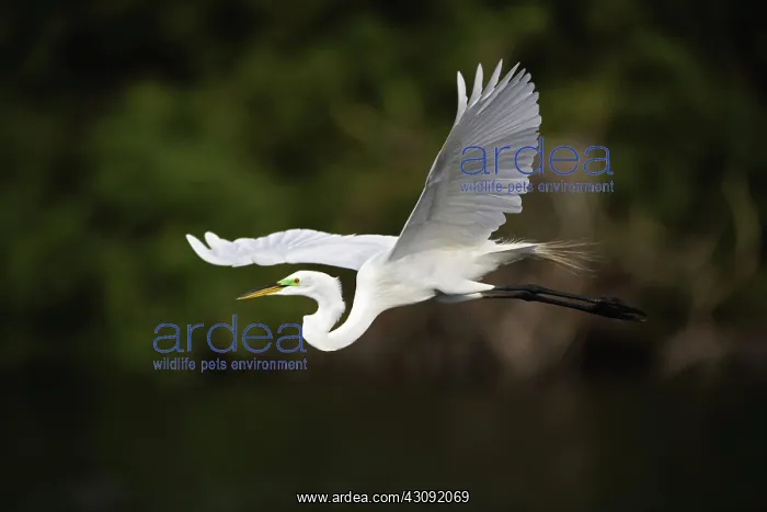 : Great Egret : Great Egret