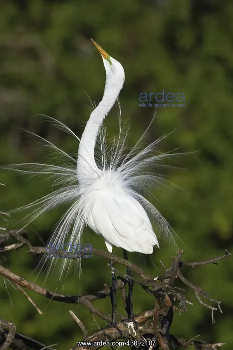 : Great Egret : Great Egret