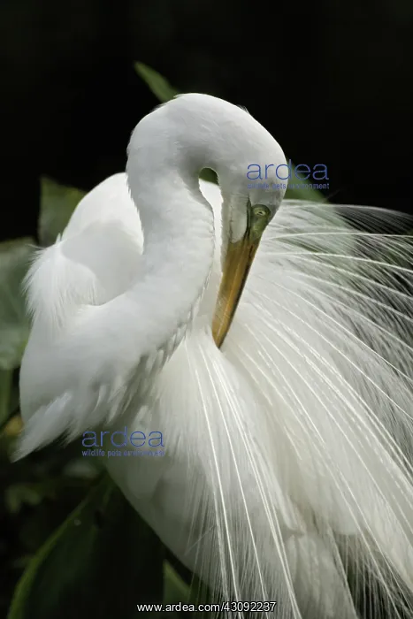 : Great Egret : Great Egret