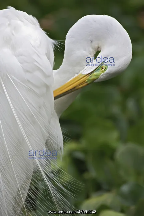 : Great Egret : Great Egret
