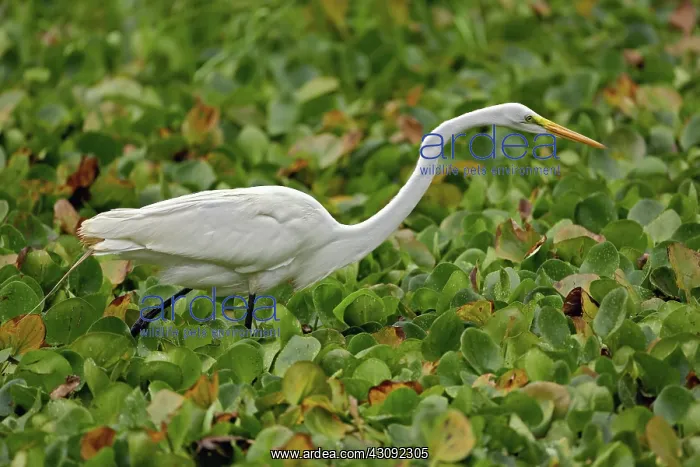 : Great Egret : Great Egret
