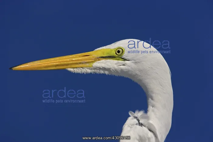 : Great Egret : Great Egret