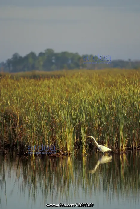 : Great Egret : Great Egret