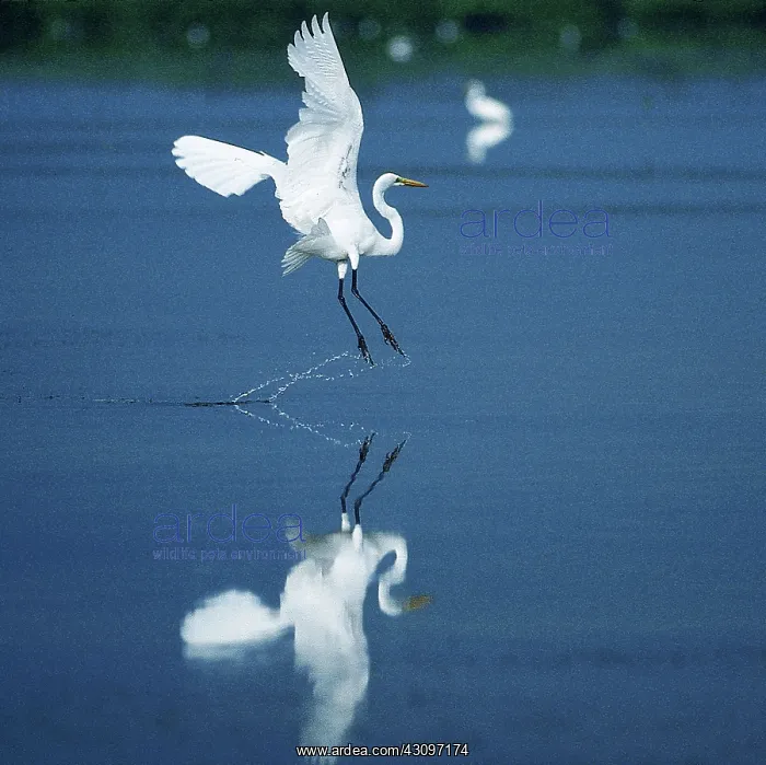  : Great Egret