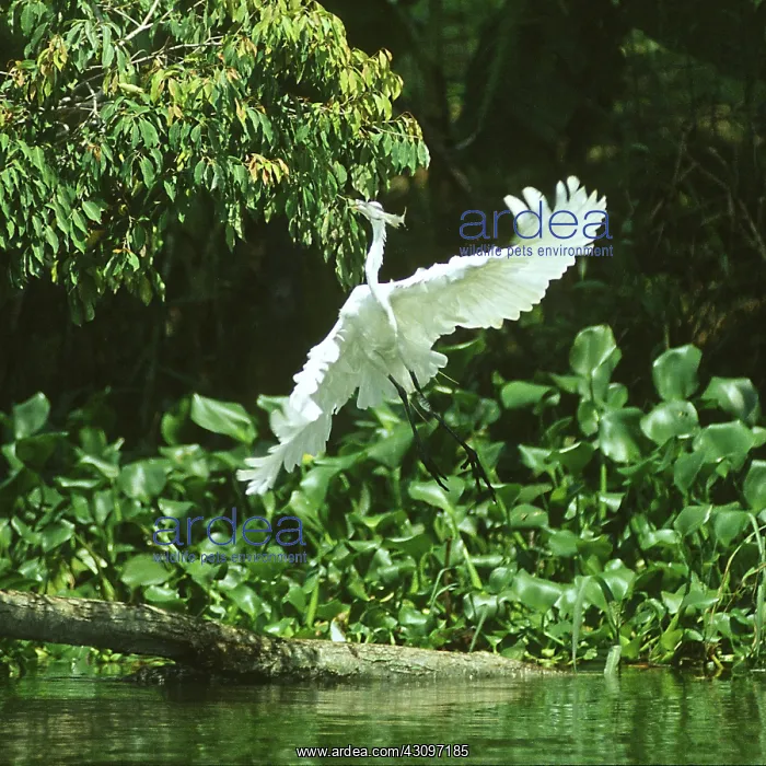 : Great Egret : Great Egret