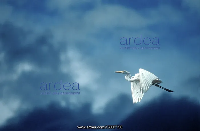 : Great Egret : Great Egret