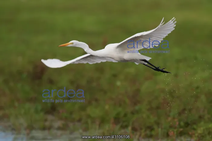 : Great Egret : Great Egret