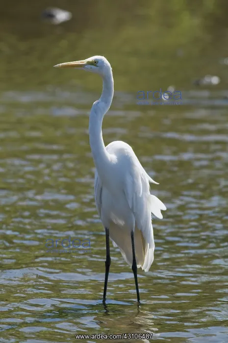 : Great egret : Great egret