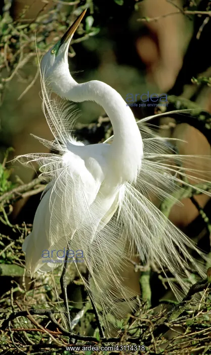 : Great Egret : Great Egret