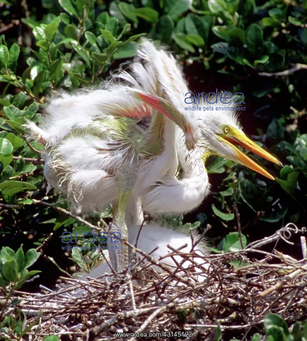: Great Egret : Great Egret