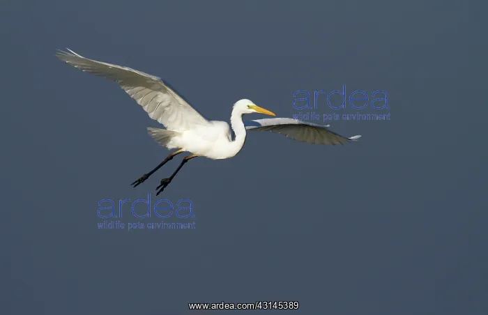 : Great Egret : Great Egret