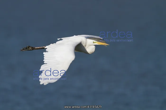 : Great Egret : Great Egret