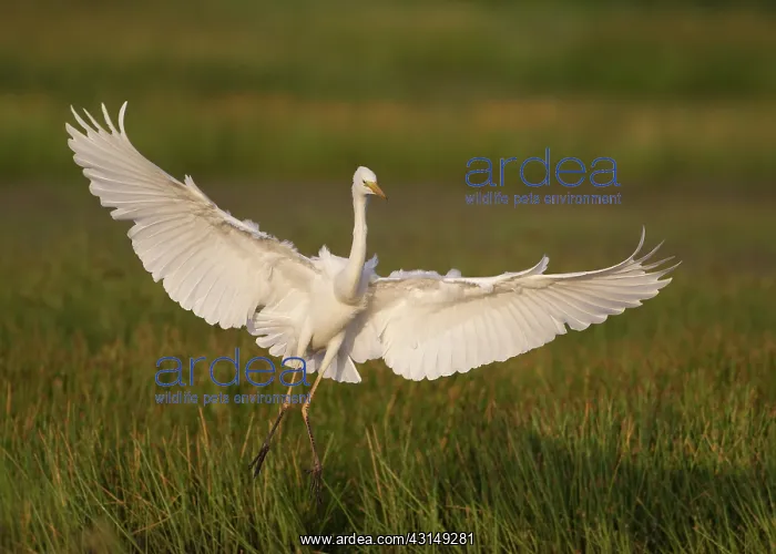 : Great Egret : Great Egret