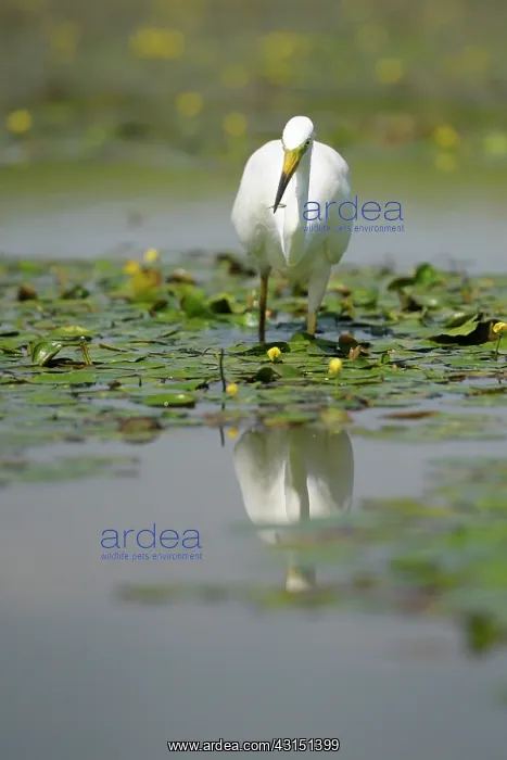 : Great Egret : Great Egret