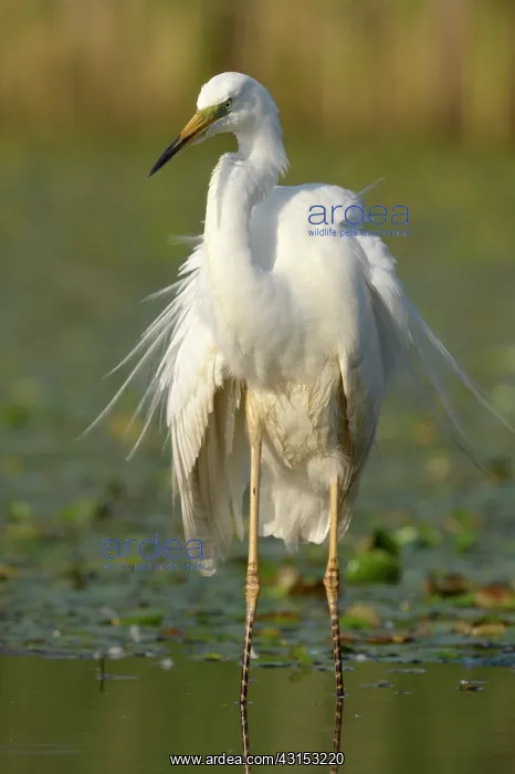 : Great Egret : Great Egret