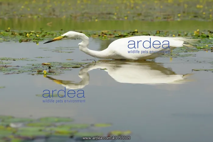  : Great Egret