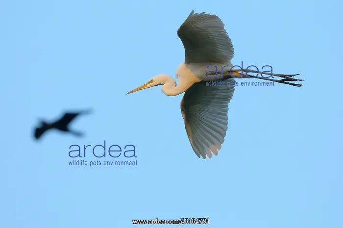 : Great Egret : Great Egret