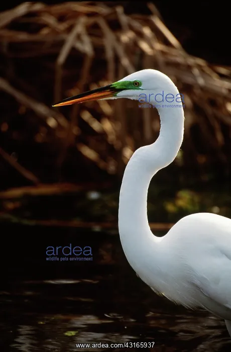 : Great Egret : Great Egret