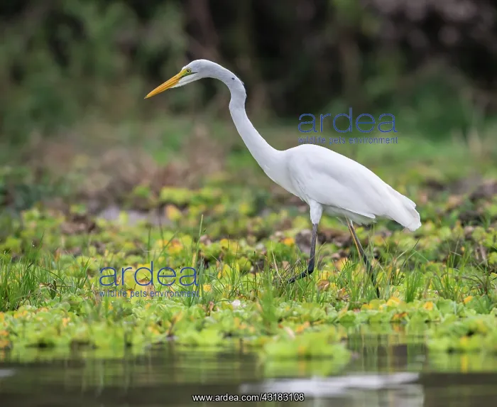  : Great Egret