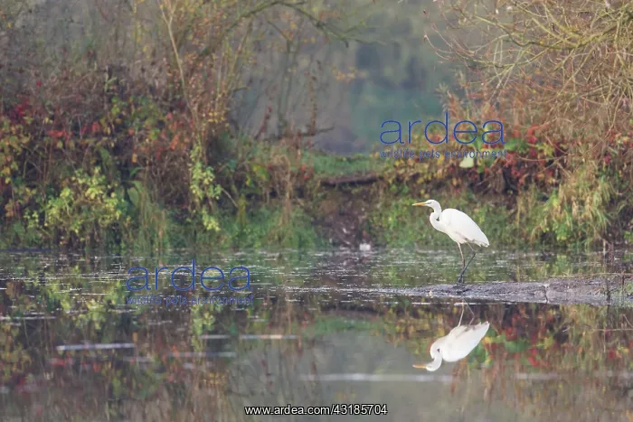 : Great Egret : Great Egret