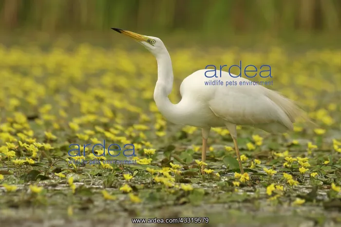 : Great Egret : Great Egret